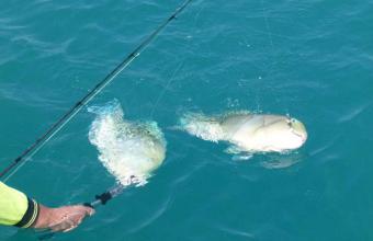 images/fishing-gallery/9-barramundi-fishing-tours-Kimberley.jpg